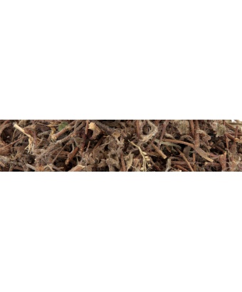 tulsi_2