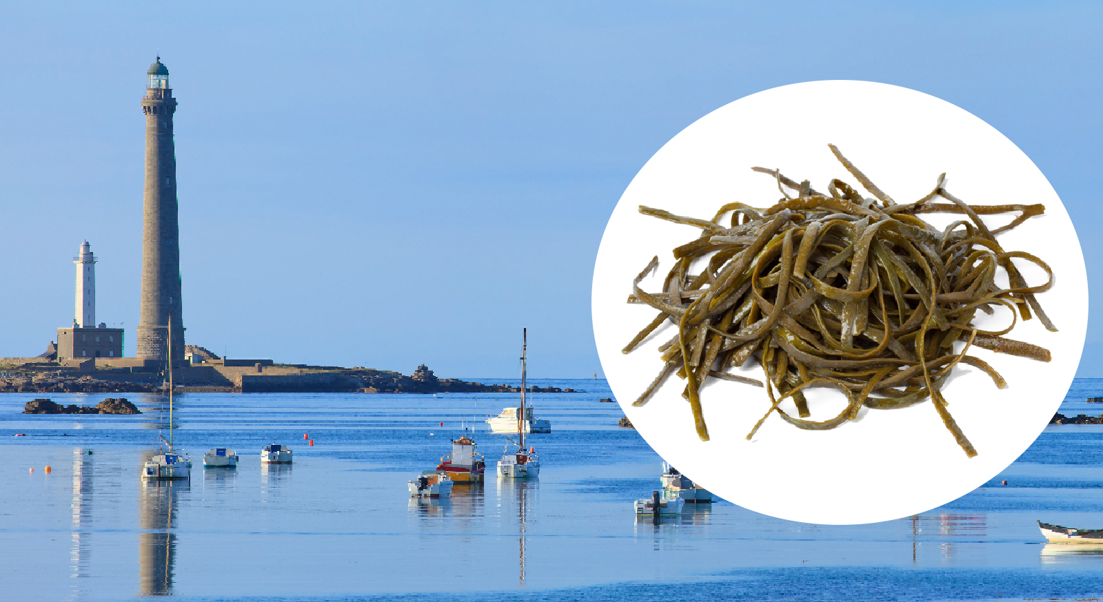 haricots_de_la_mer